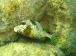 cieloestrellas reef17.jpg